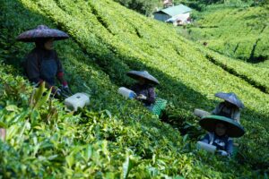 Agricultural and Labor TransformationsMarket Revolution