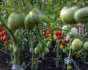 Agricultural and Labor TransformationsMarket Revolution